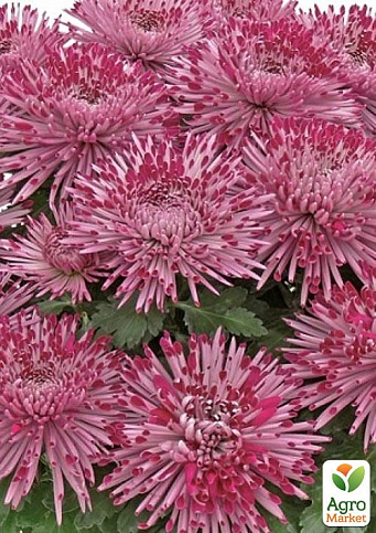 Хризантема  "Santosh Pink" (низкорослая крупноцветковая) - фото 3