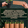 Плектрантус ампельний "Marginatus" цена