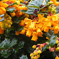 Барбарис Дарвина "Компакта" (Berberis darwinii "Compacta") (контейнер Р9)