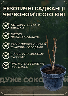 Киви "Zespri Red" 2х летний саженец (экзотический, красномясый фрукт, с цитрусовыми нотками)8