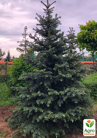 Ель Глаука "December" (живая елка в горшке, высота 110-140см) - фото 2