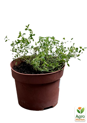 Чебрець "Golden Dwarf" - фото 5