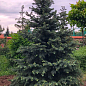 Ель Глаука "December" (живая елка в горшке, высота 110-140см) купить