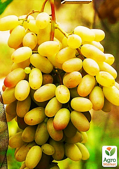 Виноград "Хусайне" (кишмиш, средний срок созревания, имеет длительный срок хранения ягод)1