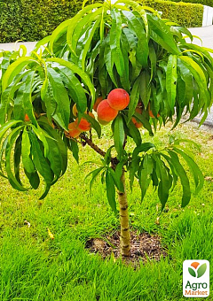 Персик колоновидный на штамбе "Медовый" возраст от 2-х лет (декоративный, компактный, суперсладкий сорт )24