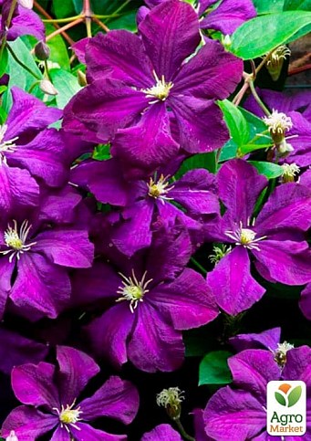 Клематис крупноцветковый Etoile Violette"(Этуаль Виолет) - фото 2