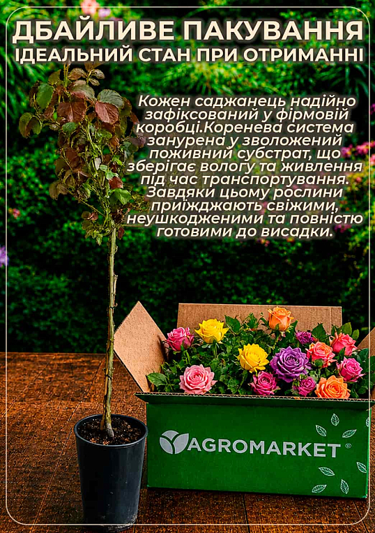 Роза штамбовая "Papagena" (саженец класса АА+) высший сорт