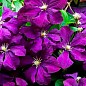 Клематис крупноцветковый Etoile Violette"(Этуаль Виолет) купить