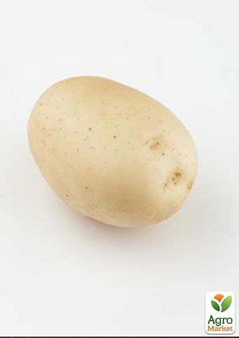 Картофель "Эвора" семенной среднеранний (на жарку, 1 репродукция) 1кг - фото 3