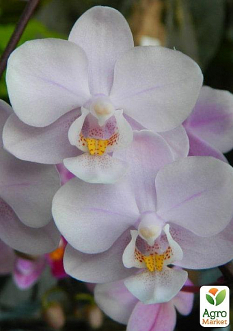 Орхидея Super Mini (Phalaenopsis) "Rose"