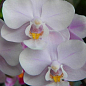 Орхидея Super Mini (Phalaenopsis) "Rose"