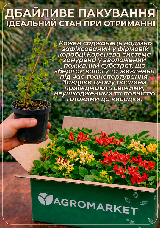 Жимолость "Aureoreticulata Japonica" (Декоративная, плетистая) С2 - фото 5