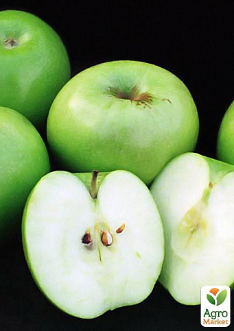Яблоня "Гренни Смит" (зимний сорт, поздний срок созревания) - фото 6