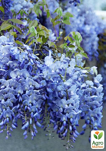 Гліцинія блакитна "Лагуна романтики" (The lagoon of romance)