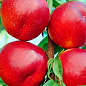 Нектарин "Хоней Хейвен" (лисий персик, літній сорт, середній термін дозрівання)  купить