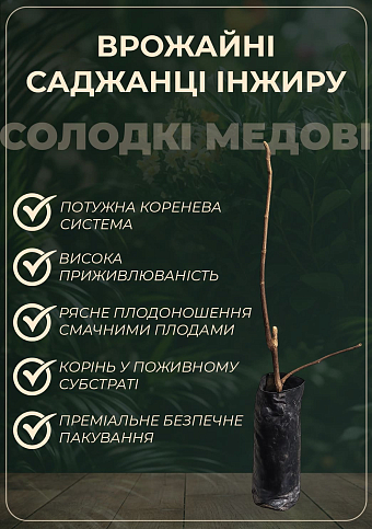 Ексклюзив! Інжир жовто-зелений "Тріумфальний" (Triumphal) (преміальний високоврожайний сорт) - фото 2