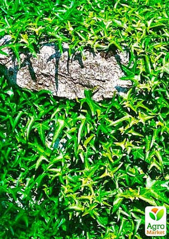Плющ вечнозеленый садовый узколистный "Sagittaefolia" С2 высота 25-50см - фото 4
