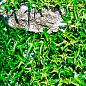 Плющ вечнозеленый садовый узколистный "Sagittaefolia" С2 высота 25-50см