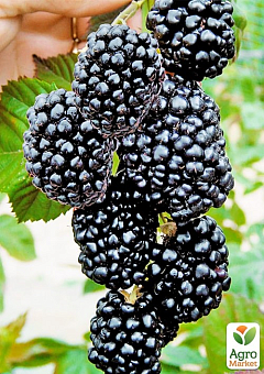 Ежевика "Тройная корона" (Rubus fruticosus "Triple Crown") Нидерланды, вазон П911