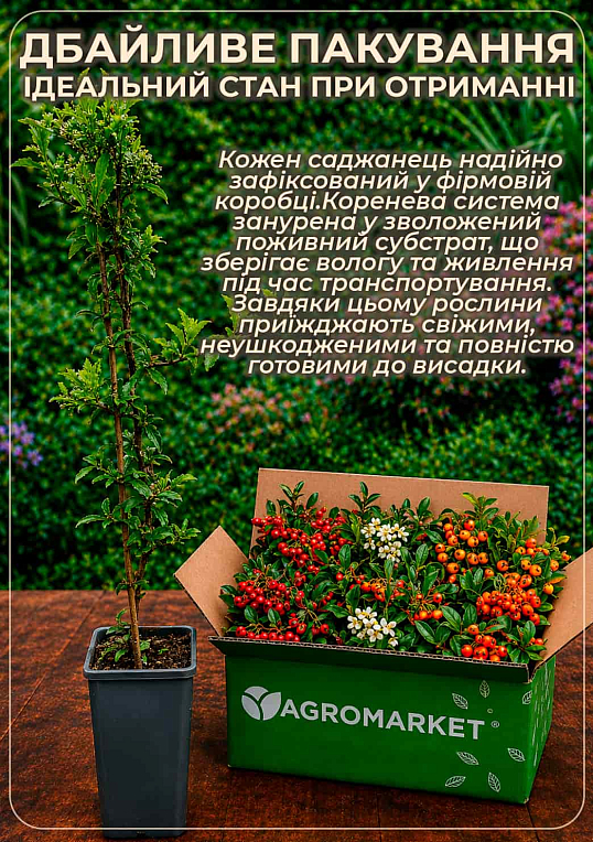 Пираканта "Red Column" 3-х летняя (высота 60-80см)