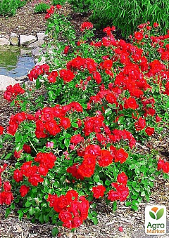 Ексклюзив! Троянда грунтопокривна яскраво-червона з блискучим листям "Червоні вітрила" (Scarlet Sails) (саджанець класу АА +, преміальний самий рясно квітучий)1