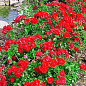 Ексклюзив! Троянда грунтопокривна яскраво-червона з блискучим листям "Червоні вітрила" (Scarlet Sails) (саджанець класу АА +, преміальний самий рясно квітучий)