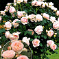 Троянда штамбова "Pastella" (саджанець класу АА+) вищий сорт