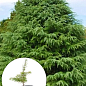 Кедр Гімалайський (Cedrus Deodara) С2, висота 30-40 см