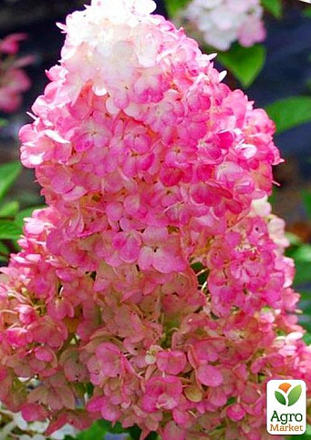 Эксклюзив! Гортензия метельчатая от ванильно-белого до ярко-малинового цвета "Мэрилин Монро" (Marilyn Monroe) (премиальный, обильноцветущий сорт) - фото 6