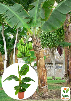 LMTD Банан Тропічний "Musa Tropicana" (висота 40-60см)2