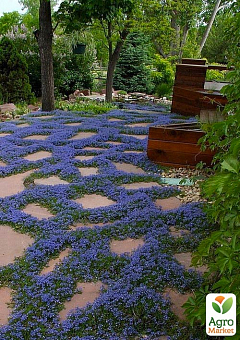 Мазус "Blue" (цветущий ковер в вашем саду)1