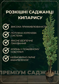 Тис середній "Hicksii" (ком/сітка) висота 70-80см7