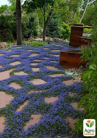 Мазус "Blue" (цветущий ковер в вашем саду)