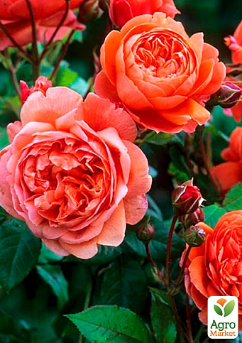 Троянда в контейнері англійська серії Девіда Остіна "Summer Song" (саджанець класу АА+) - фото 3