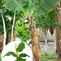 LMTD Банан Тропічний "Musa Tropicana" (висота 40-60см)