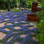 Мазус "Blue" (квітучий килим у вашому саду)
