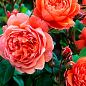 Троянда в контейнері англійська серії Девіда Остіна "Summer Song" (саджанець класу АА+) цена