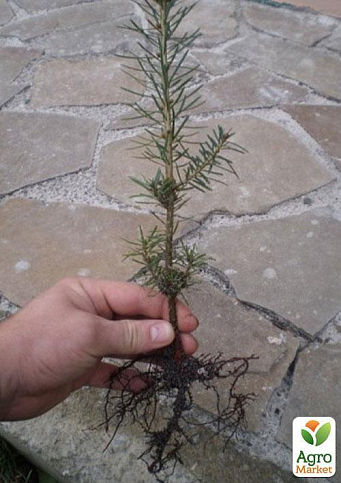 Ялиця бальзамічна "Казковий сад" (Fairy Garden) горщик P9 - фото 6