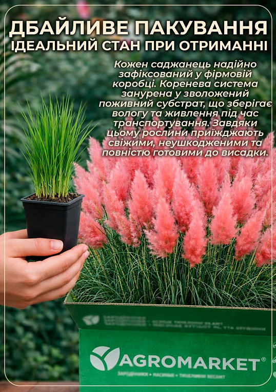 Кортадерия Серебристая "Rose" (пампасная трава) - фото 4