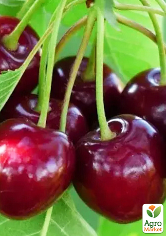 Черешня "Канада Гігант" (суперсолодкий сорт, середній термін дозрівання) - фото 5