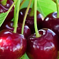 Черешня "Канада Гігант" (суперсолодкий сорт, середній термін дозрівання)