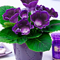 Глоксиния "Sonata Lila" высота 20см