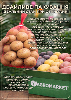 Картопля "Імпала" насіннєва рання (1 репродукція) 1кг17