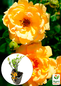 LMTD Роза 2-х летняя "Amber Nectar" (укорененный саженец в горшке, высота 25-35см)1