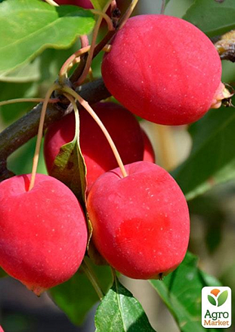 Яблуня "Долго" (райське яблучко)