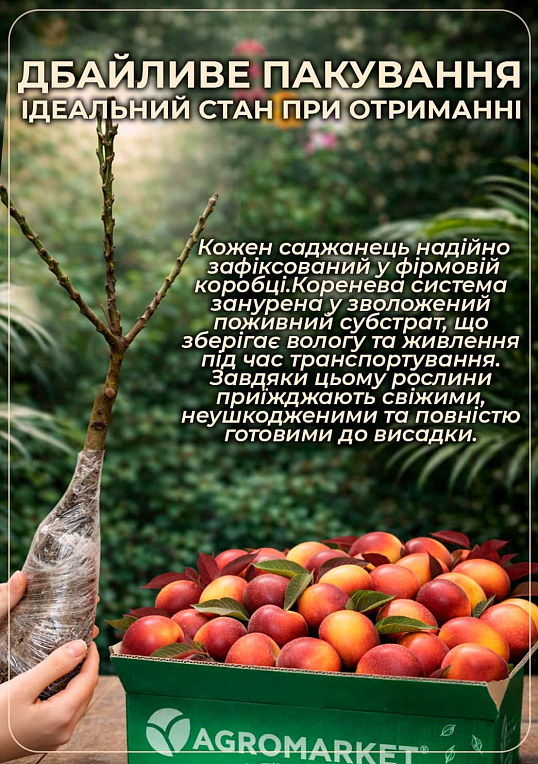 Нектарин колоновидный краснолистный "Бургунди" - фото 4