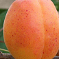 Абрикос "Аврора"