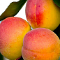 Абрикос "Сильвер Кот" (летний сорт, ранний срок созревания)
