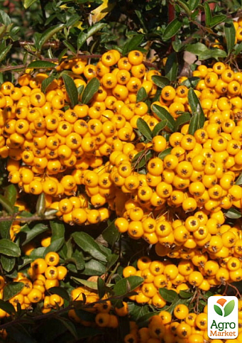 Пираканта "Soleil d`Or" 3-х летняя (высота 60-80см) - фото 4