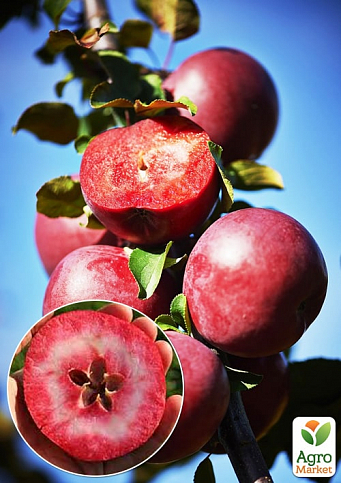 Яблоня красномясая "Одиссо"(Odisso) (летний сорт, средний срок созревания)